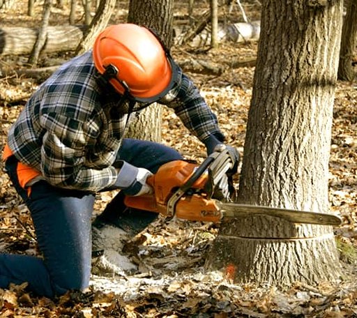 Tree Removal in Hinesburg, VT